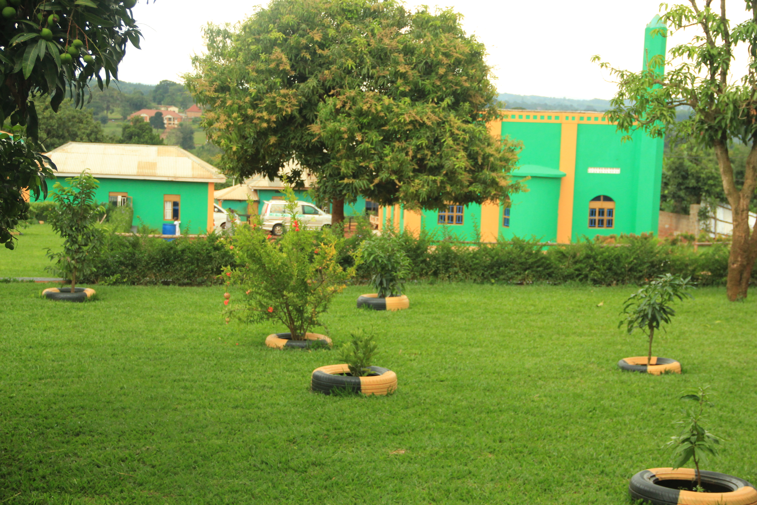 Tree Planting Campaign